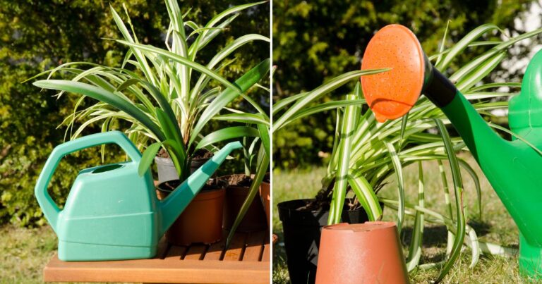 Effective Watering Techniques for Happy Spider Plants