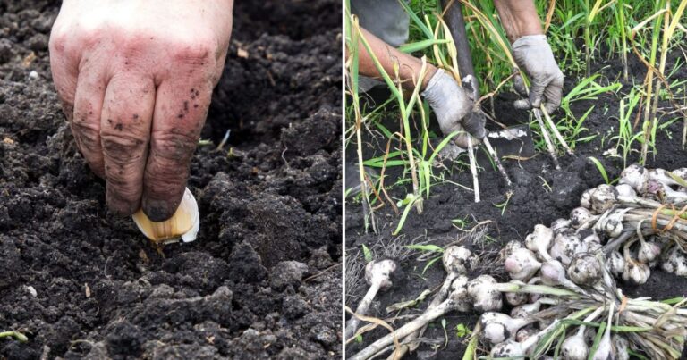 Fall Garlic Planting Tips for a Thriving Summer Crop