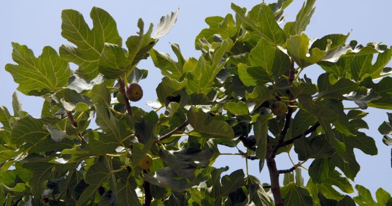 Fig Leaves: Uncover the Power of a Timeless Remedy