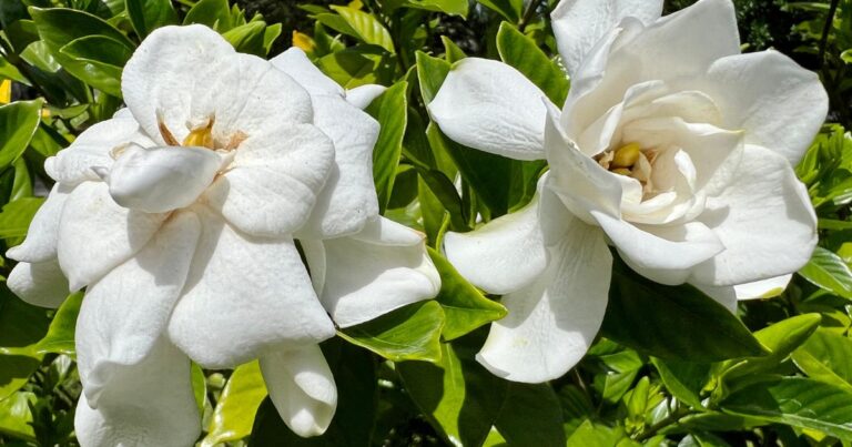 Fragrant Gardenias: How to Grow and Maintain Blooms Like a Pro