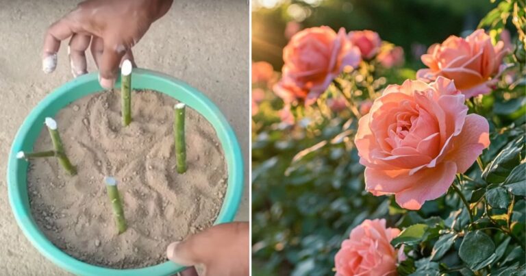 Grow a Brand New Rose Bush from Cuttings: What’s the Magic?