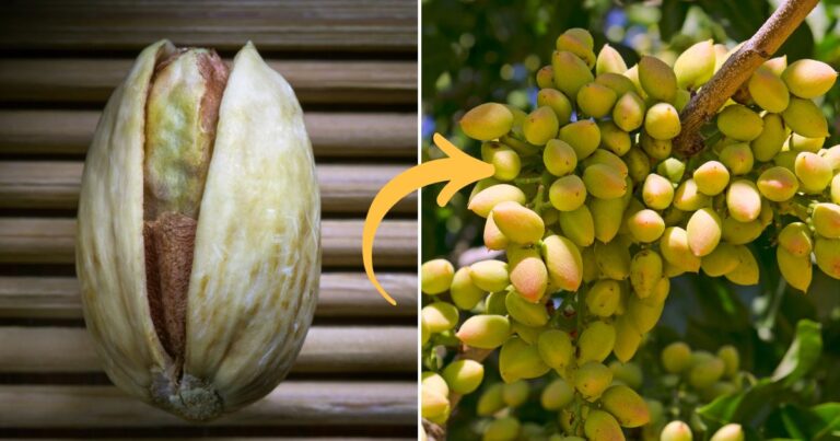Growing Pistachios from Seed: Step by Step