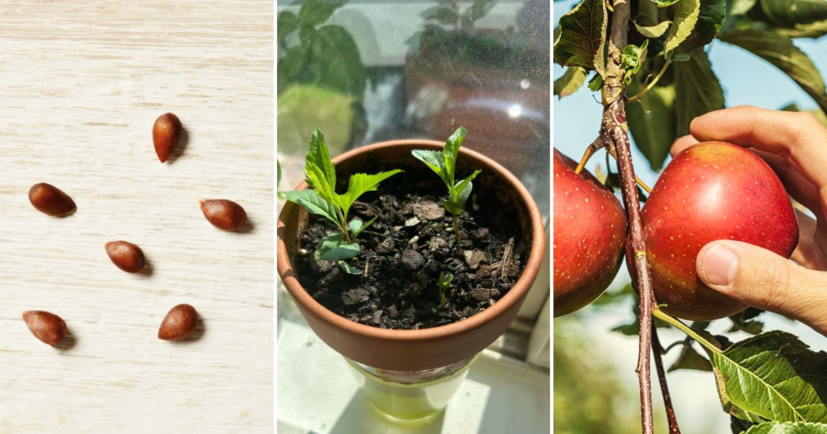 Growing Your Own Apple Tree