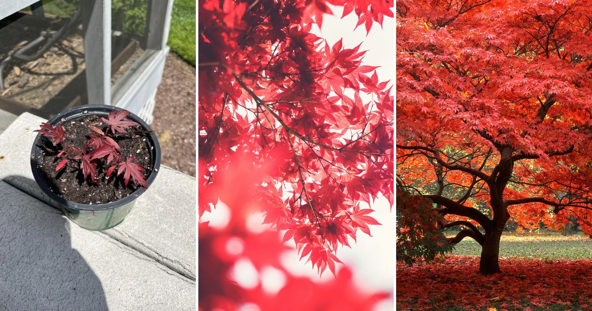 Growing and Caring for Japanese Maples