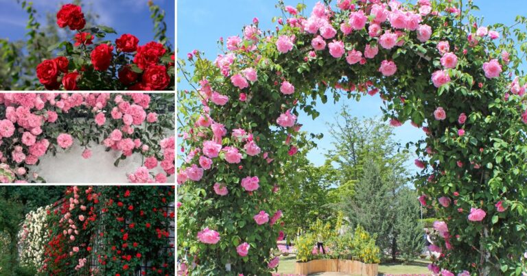 Hedge or Privacy Screen with Roses? Discover the 23 Best Varieties