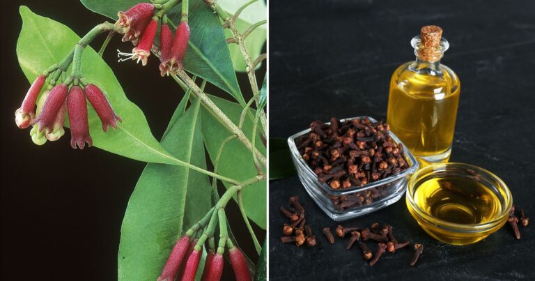 Homegrown Clove: Spice Up Your Space