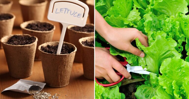 Homegrown Lettuce: What Happens When You Plant It in a Pot?
