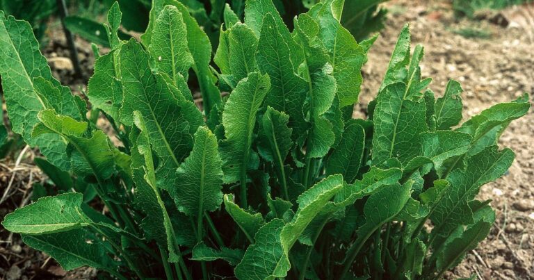 Horseradish Leaves: Discover the Remarkable Benefits You’ve Been Missing