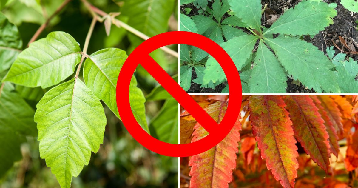 How To Get Rid Of Poison Ivy, Poison Sumac and Poison Oak Fast