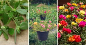 How to Grow and Care for Portulaca Tips for Colorful Blooms All Season Long