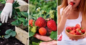 How to Grow and Harvest Delicious Strawberries for a Tasty Treat