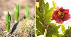 How to Grow and Maintain Hearty Hellebores for a Beautiful Garden