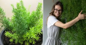 How to Grow and Maintain Lush Ferns