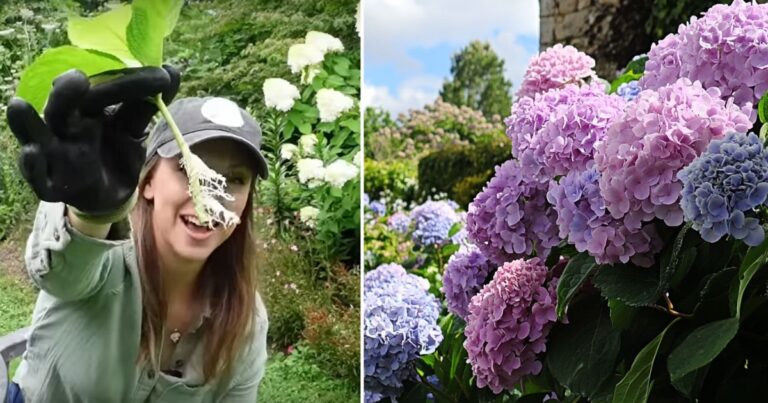 How to Successfully Grow Hydrangeas from Cuttings: A Step-by-Step Guide