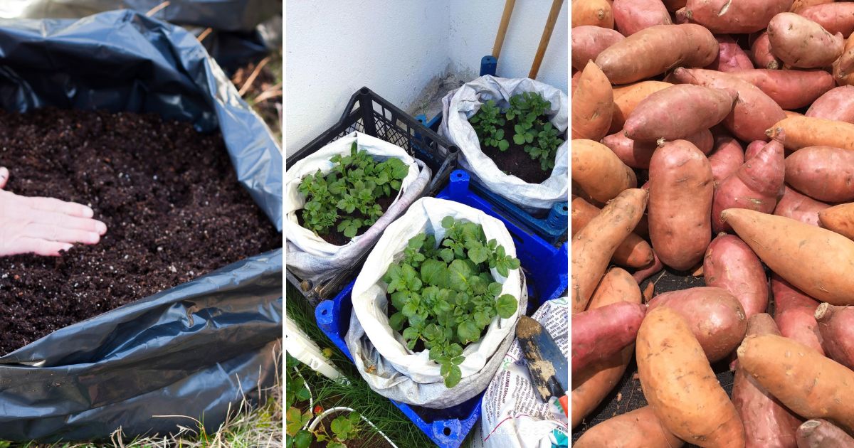 How to grow Sweet Potatoes in Soil Bags