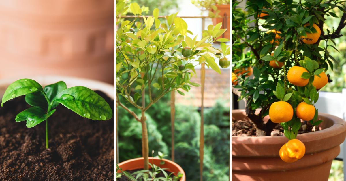 How to grow Tangerines in a Pot – Step by step