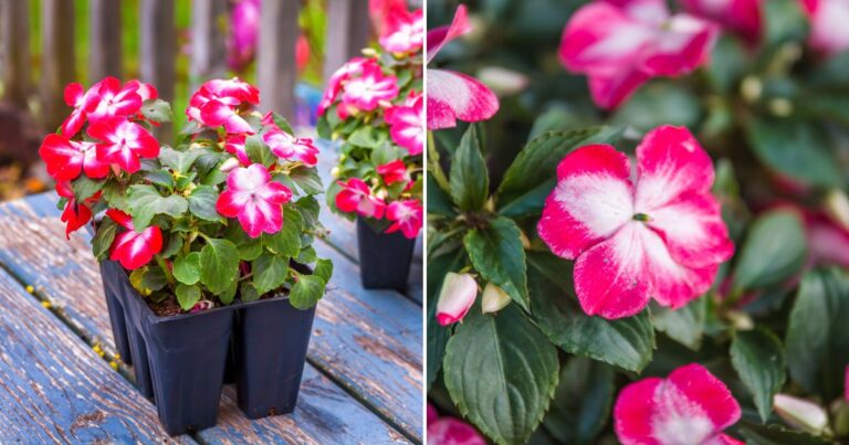 Impatiens Not Blooming? Here’s Why