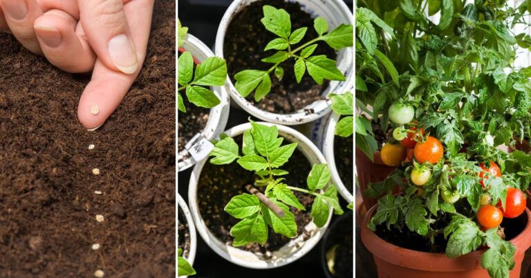 Indoor Tomato Seed Starting: Timing and Tips for Success