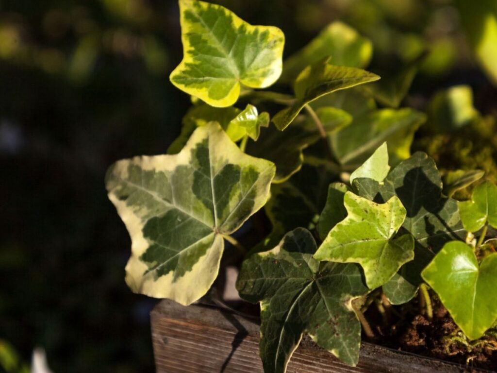 12 Common Invasive Plants You Should Never Plant In Your Yard ...