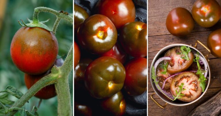 Kumato Tomatoes: What Makes Them Healthier Than the Rest?