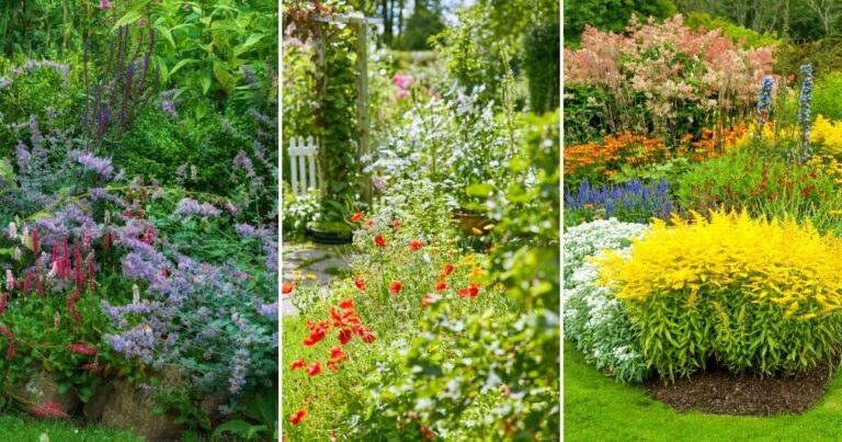 Late-Summer Blooms: Discover the Plants That Defy the Season