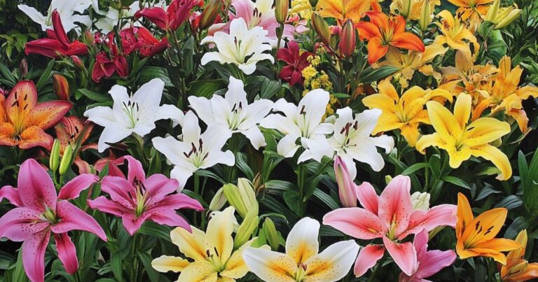 Growing Lilies: Discover the Hidden Tricks for Success