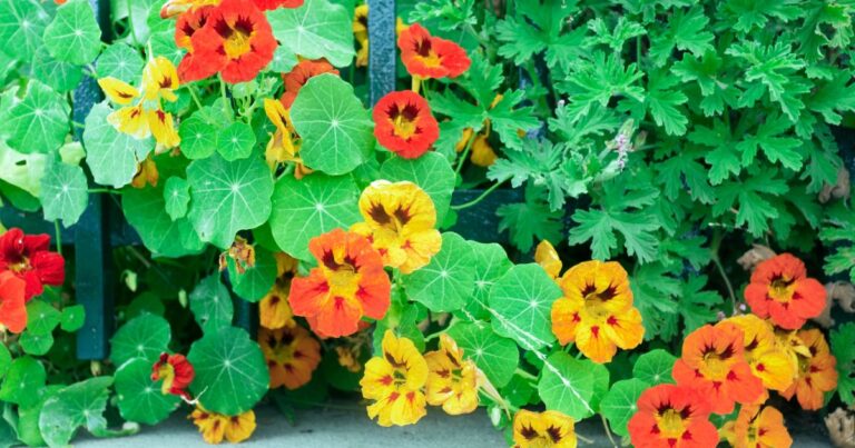 Nasturtiums: 7 Growing Benefits + 11 Recipes To Spice Up Your Meals