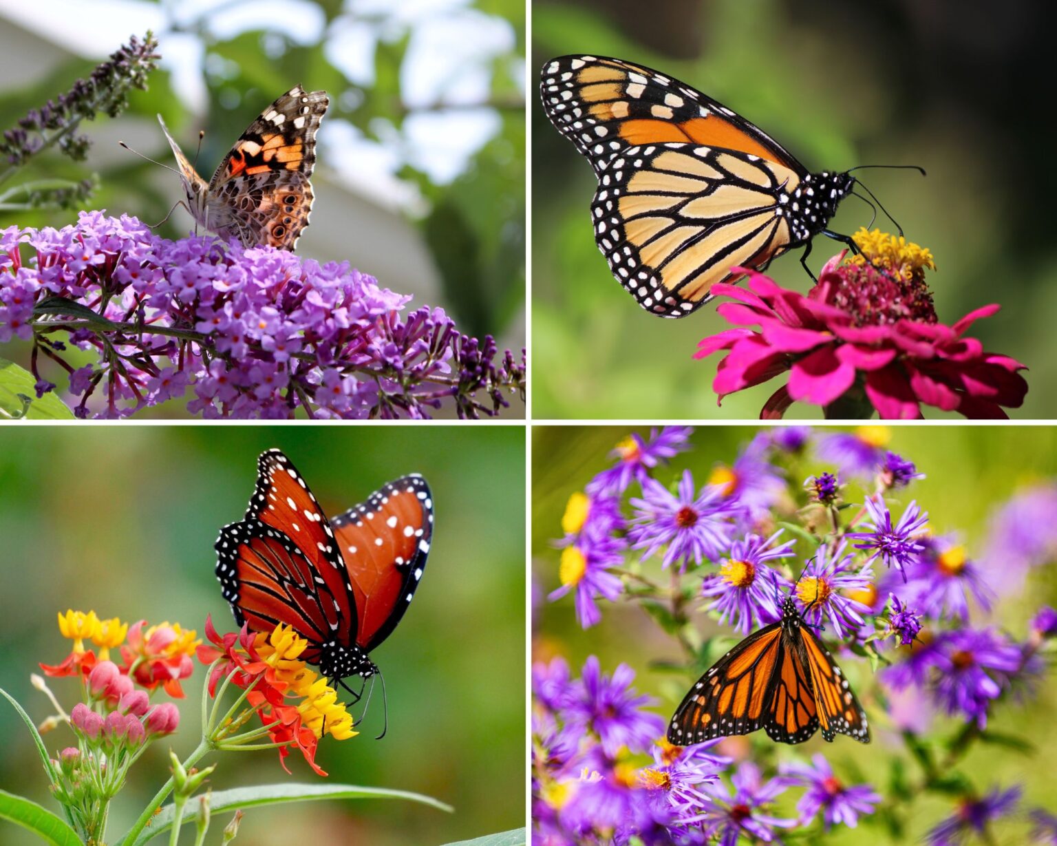 Plants to Attract Pollinators: Butterfly Favorites! - Complete Gardening