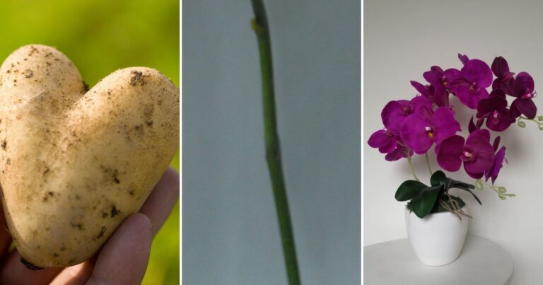 Orchids in Potatoes: How Does It Work?