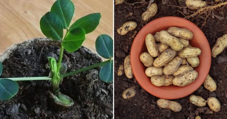 Peanut Growing in Pots: Easy Steps for Success