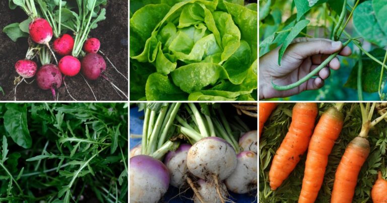 Plant These 10 Veggies in August for a Fast Fall Harvest