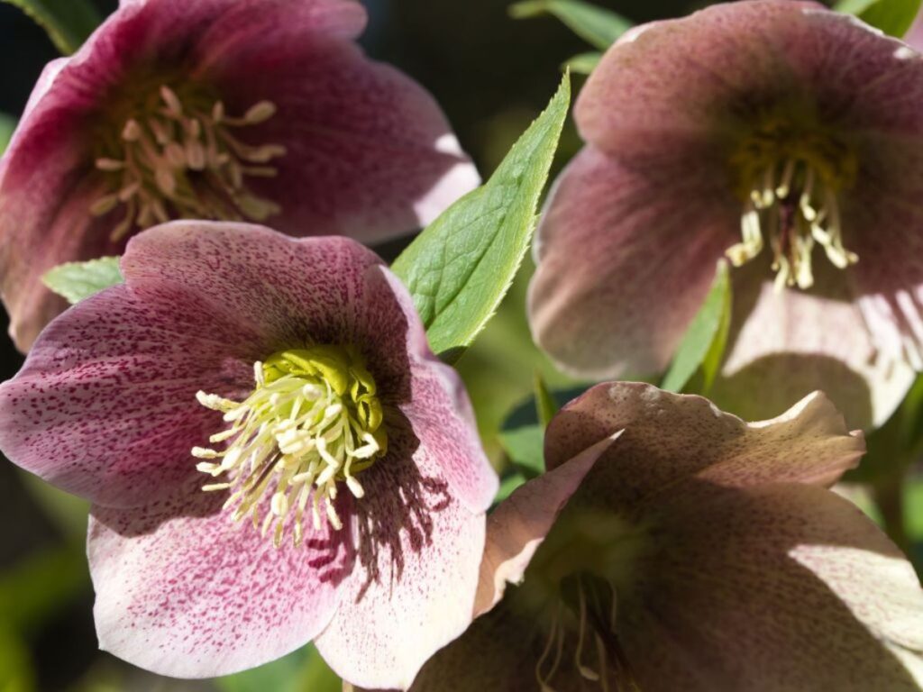 25 Beautiful Flowering Plants That Bloom in Winter - Complete Gardening