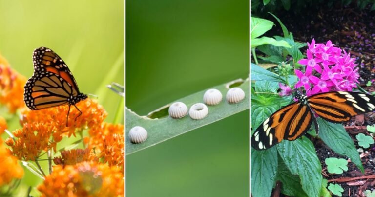 Plants to Attract Pollinators: Butterfly Favorites!