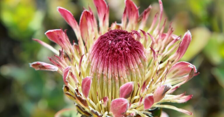 Protea Plants: How to Plant, Grow, and Care for These Mystical Beauties