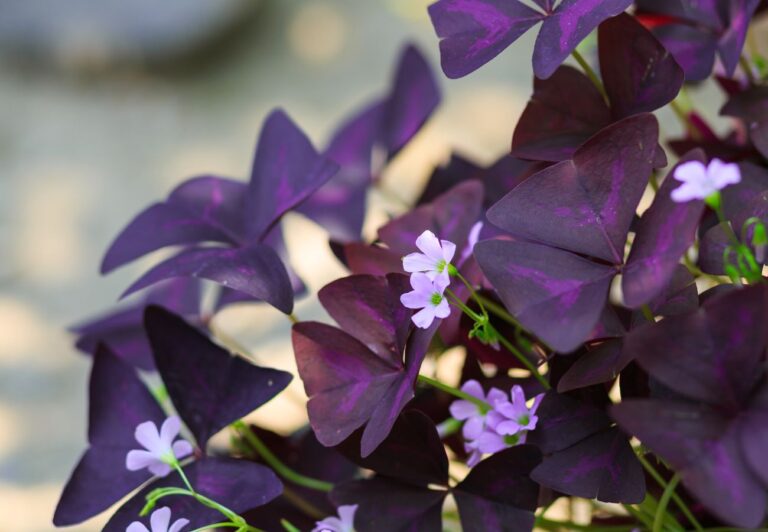 Purple Shamrock Plant: Why It’s a Must-Have for Every Home