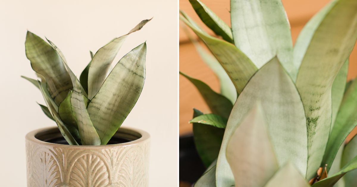 Sansevieria Moonshine The Easy-Care Houseplant You’ll Love