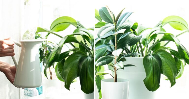 Save Your Houseplants! Troubleshoot Watering Problems