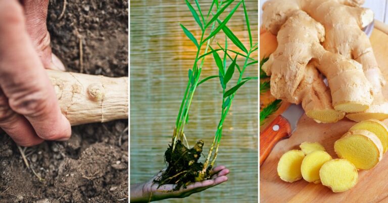 Secrets for Planting Ginger: How to Grow an Endless Supply at Home