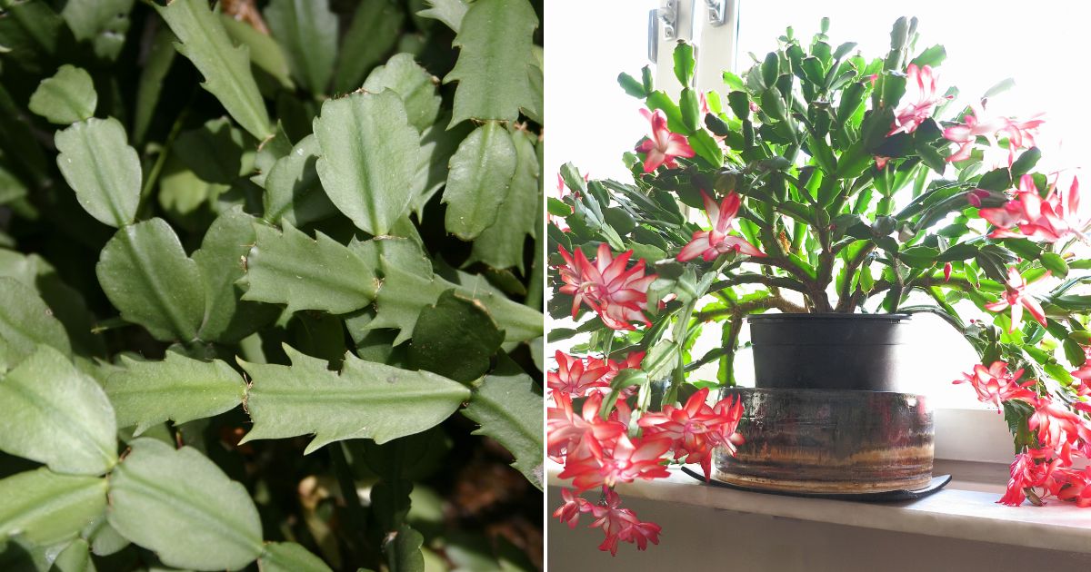 Secrets to Encourage Your Christmas Cactus to Bloom