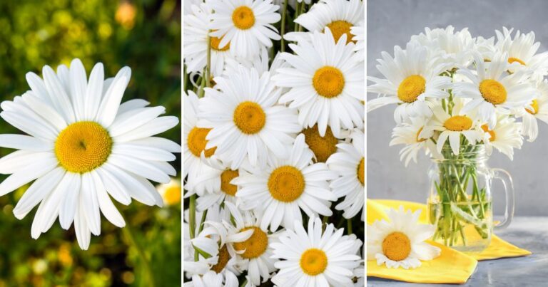 Shasta Daisies: Discover the Little-Known Secrets to Success