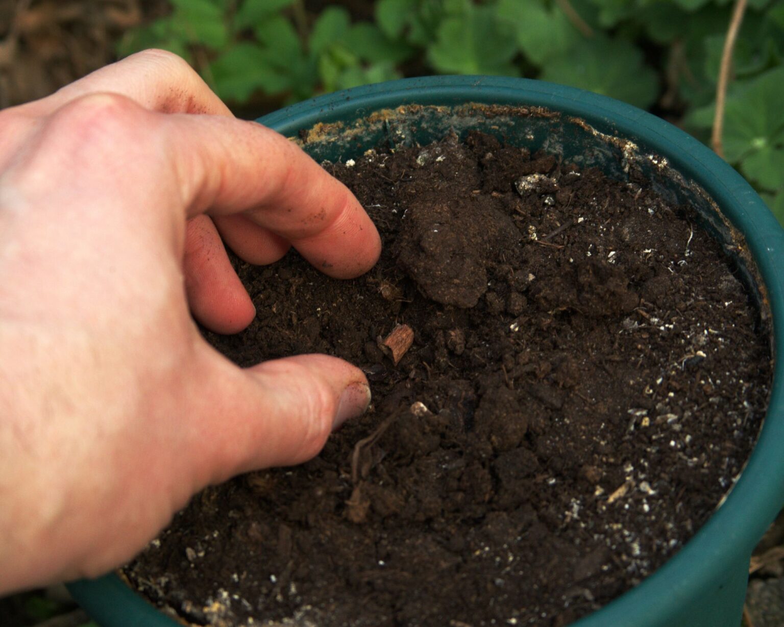 Peanut Growing In Pots Easy Steps For Success Complete Gardening