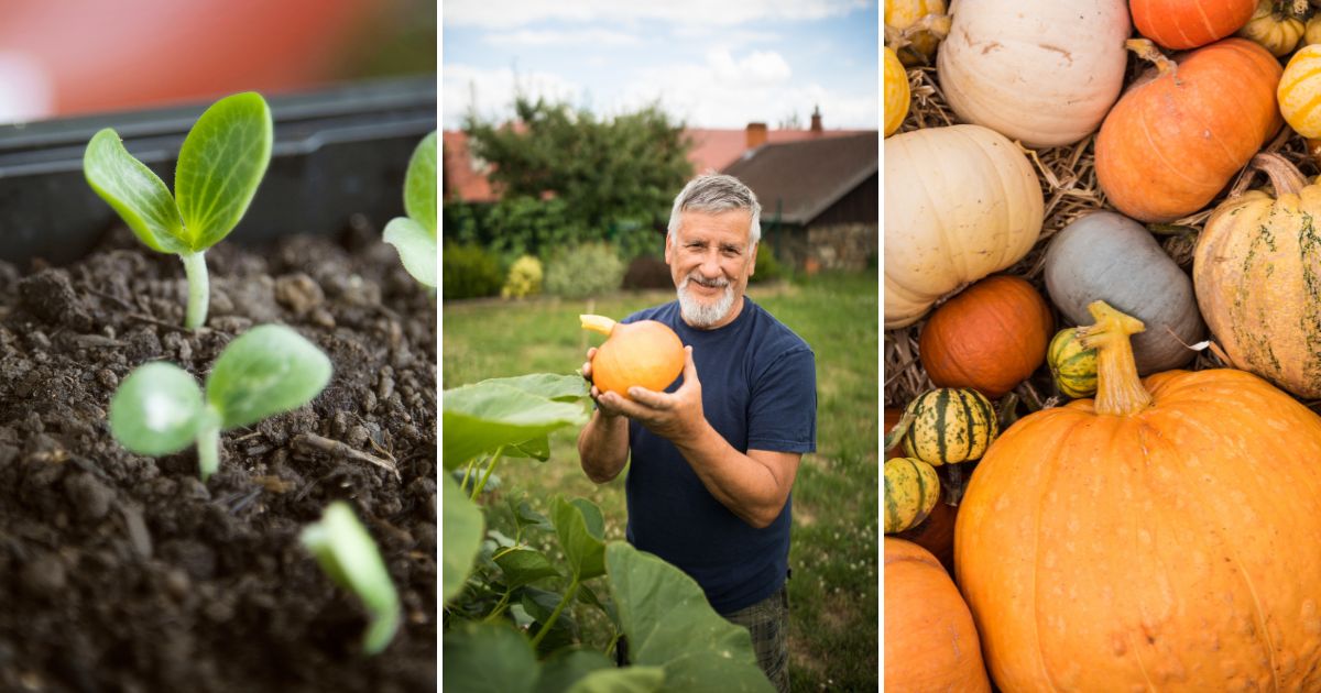 Step-by-Step Guide to Growing Your Own Pumpkins A Fun and Easy Way to Start Gardening!