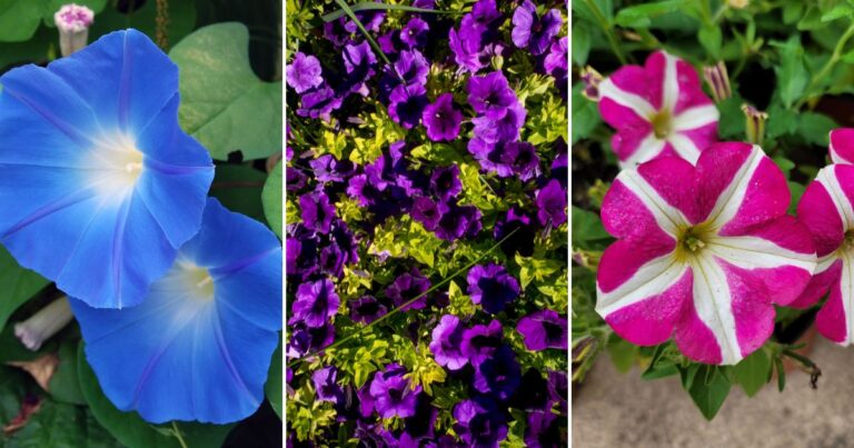 Stunning Morning Glories: How to Grow Them Perfectly!