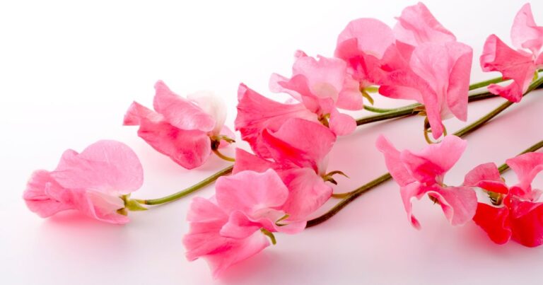 Sweet Pea Mastery: The Ultimate Growing Guide