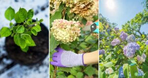 The Best Methods to Grow and Maintain Hydrangeas