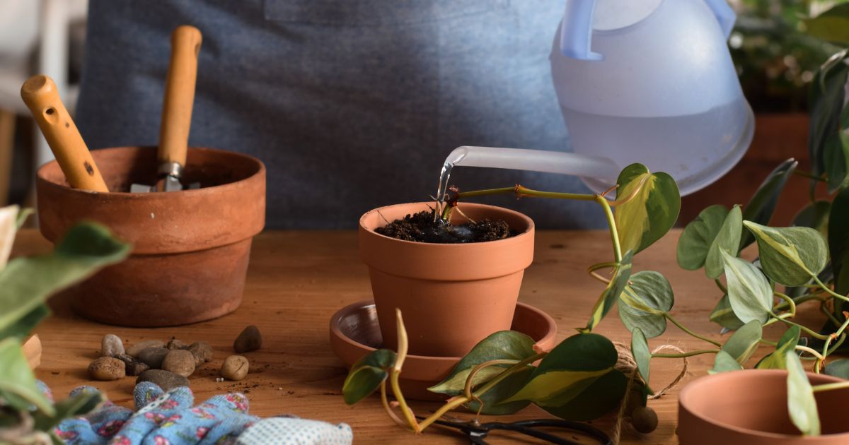 The Ideal Watering Routine for Your Pothos