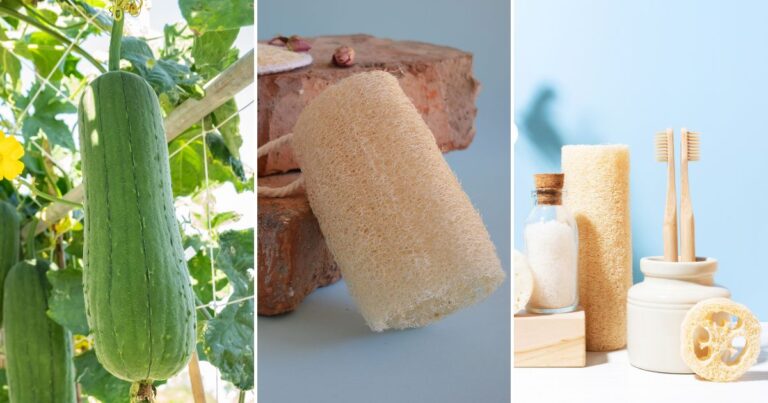 The Magic of DIY Luffa Shower Sponges: Ready to Try It?