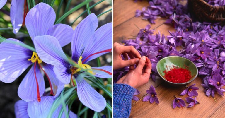 The Mystery of Saffron – How to Grow the World’s Most Expensive Spice at Home