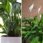 The Right Way to Water Peace Lilies: The Best Method for Thriving Plants