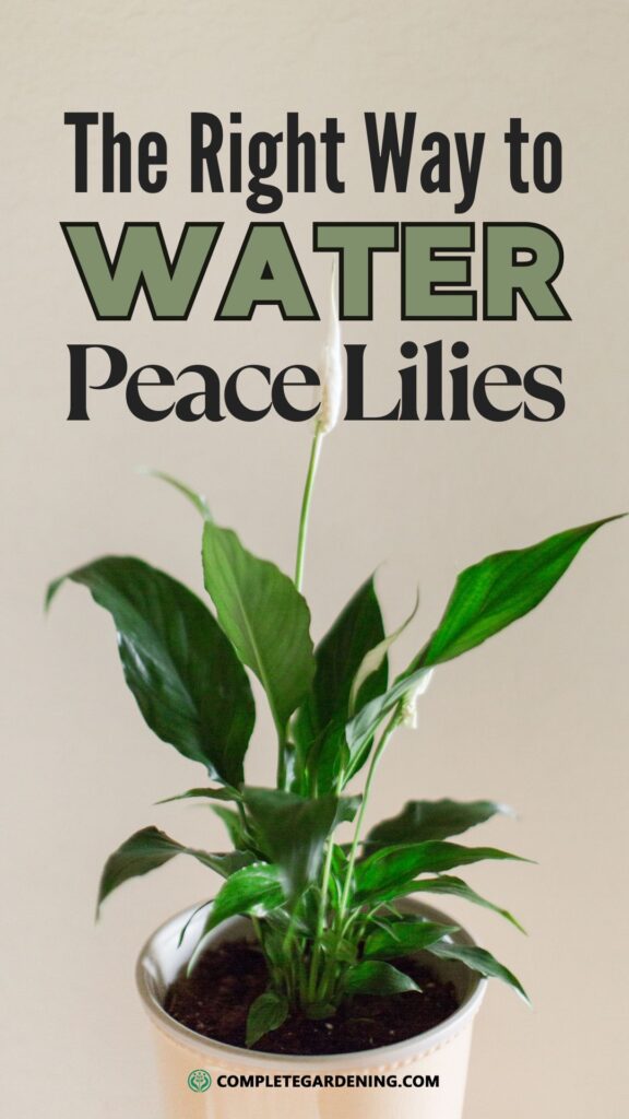 The Right Way to Water Peace Lilies The Best Method for Thriving Plants